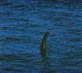 Loch Ness Monster Real.jpg